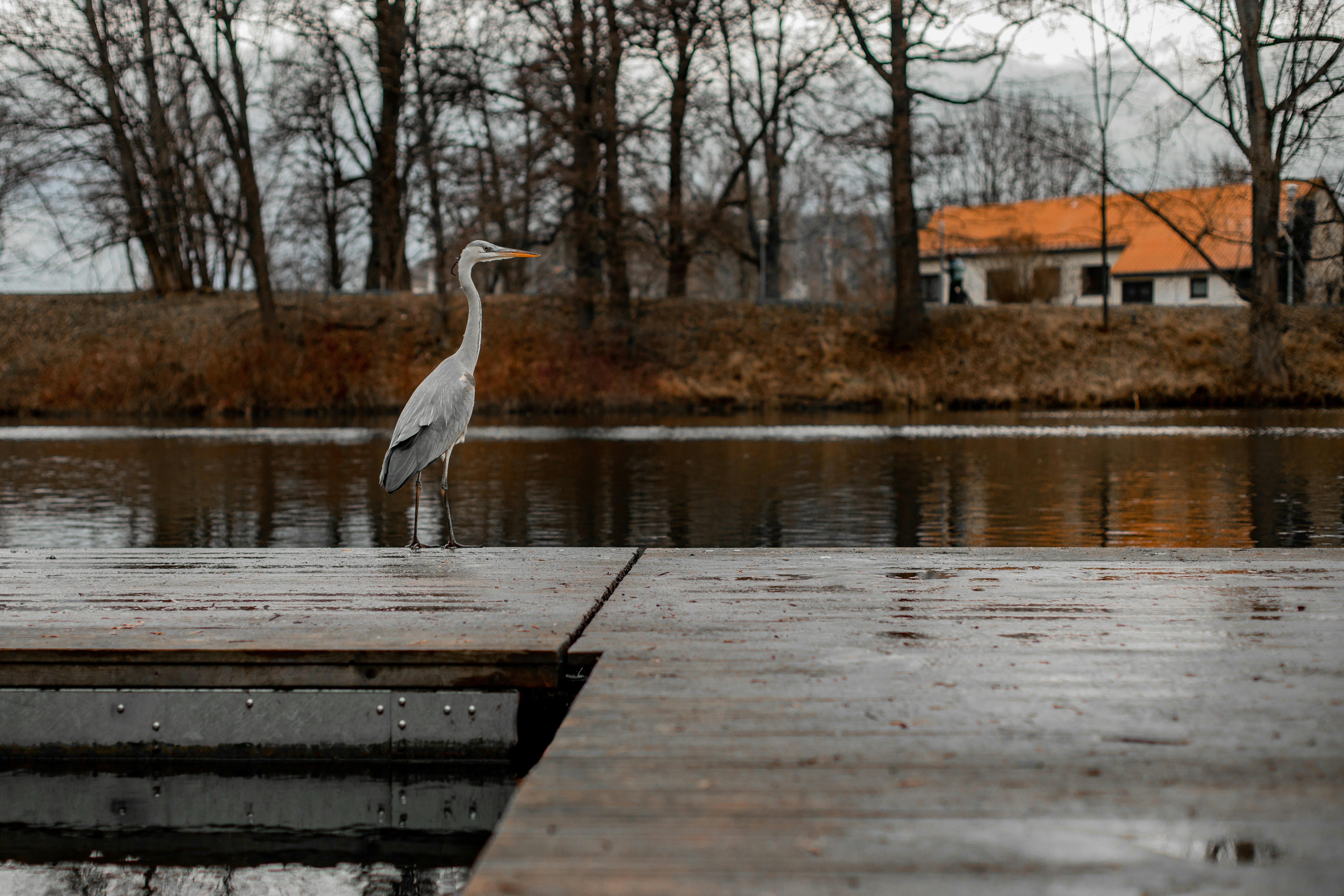 white bird on brown wooden dock during daytime